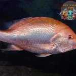 Ikan Kakap: Lebih dari Sekadar Ikan, Simbol Kekuatan!