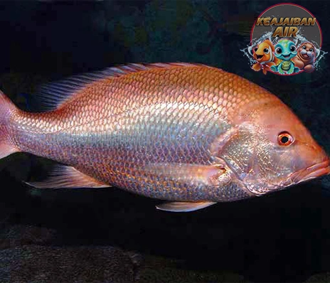 Ikan Kakap: Lebih dari Sekadar Ikan, Simbol Kekuatan!