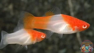Ikan Platy Si Kecil Warna‑warni Bikin Happy