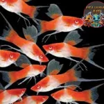 Ikan Platy Si Kecil Warna‑warni Bikin Happy