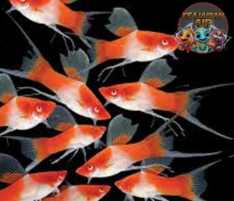 Ikan Platy Si Kecil Warna‑warni Bikin Happy