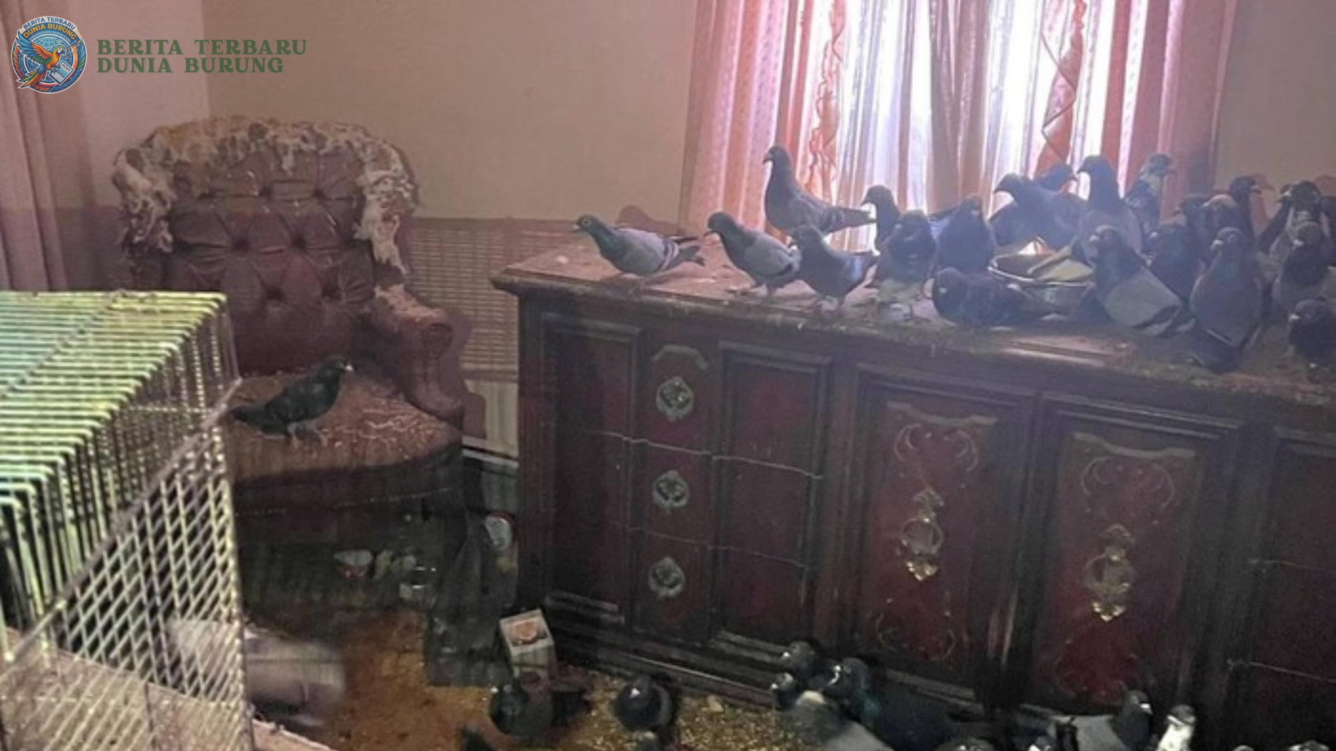 rumah penuh ratusan merpati di Pennsylvania saat proses evakuasi
