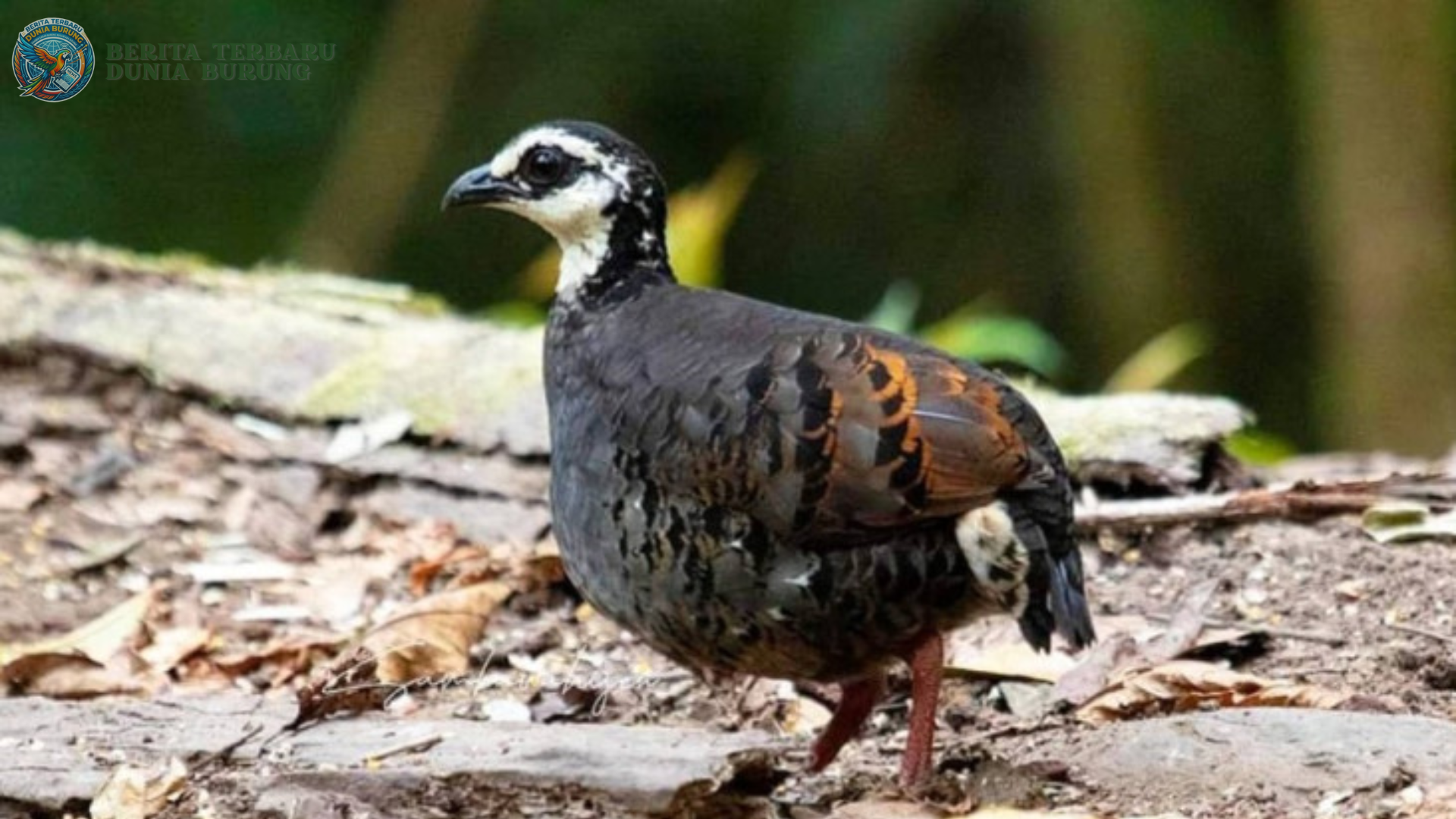 puyuh gonggong biasa Arborophila orientalis di habitat hutan Jawa Timur